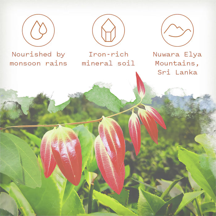 Air Wick Candle Botanica Origins Sri Lankan Cinnamon